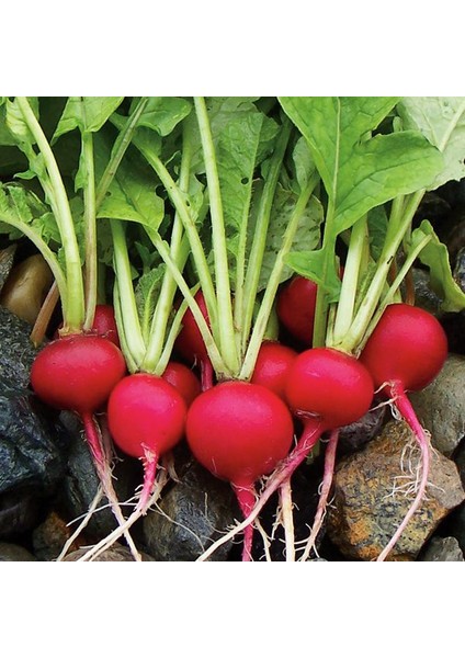 Fındık Turp Cherrybelle 10 Gram