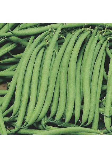 Fasulye (Sazova) 50 Gram