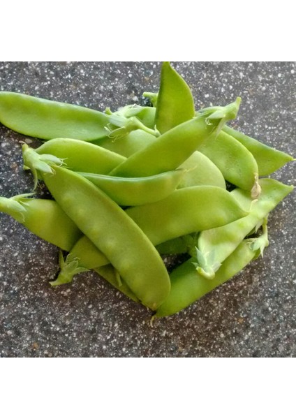 Bezelye (Yaprak) 25 Gram