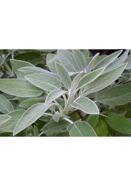 Adaçayı (Salvia Offıcınalıs) 50 Adet
