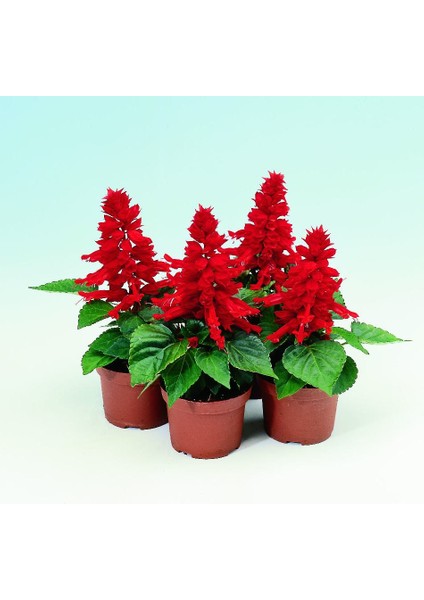 Ateş Çiçeği (Salvia Splendes) 30 Adet