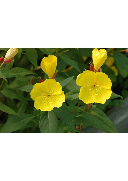 Ezan Çiçeği (oenothera) 100 Adet