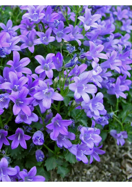 Çan Kadeh Çiçeği (Campanula) 100 Adet