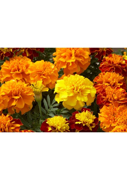 Karagöz Çiçeği (Tagetes) 50 Adet