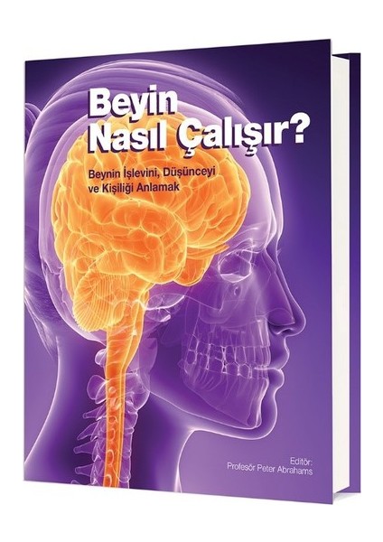 Beyin Nasıl Çalışır?