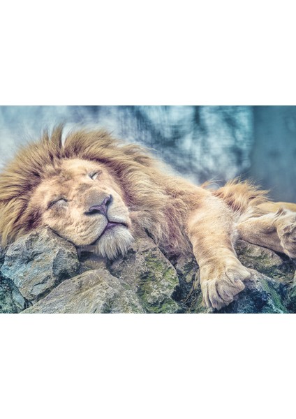 1000 Sleeping Lion