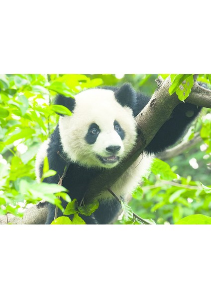 Art Puzzle Giant Panda 500 Parça UnisexÇocuk Puzzle