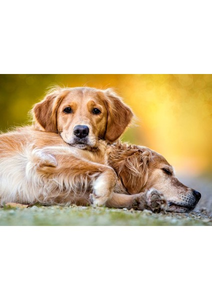 260 Parça Ebedi Arkadaşlık Çocuk Puzzle