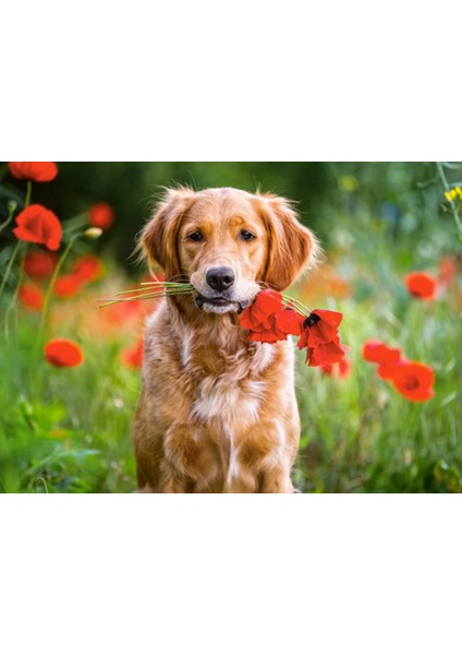 180 Parça Çiçekler ve Sevimli Köpek Puzzle