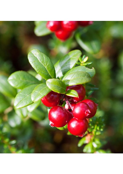 Sarayı Kızılcık Fidanı