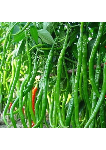 Dev Acı Biber (Spicy Red Chili) 10 Tohum