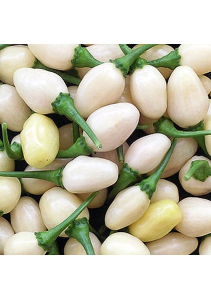 Beyaz Habanero (White Habanero) 10 Tohum