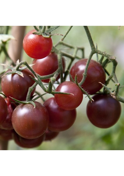 Siyah Cherry Domatesi (Black Cherry ) 10 Tohum