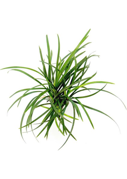 Akvaryumbitkileri Ophiopogon japonica - 1 Kök