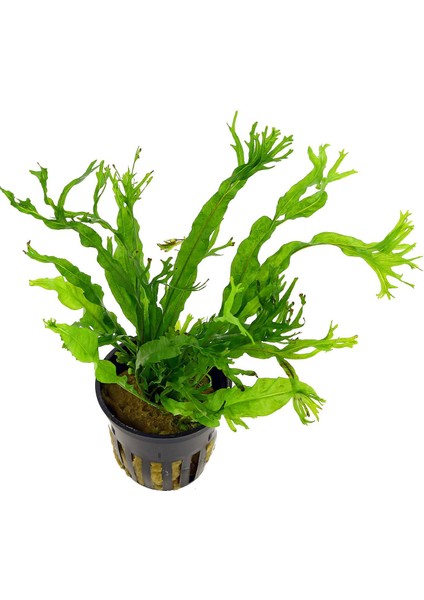 Akvaryumbitkileri Microsorium windelov - 4 - 6 Yapraklı