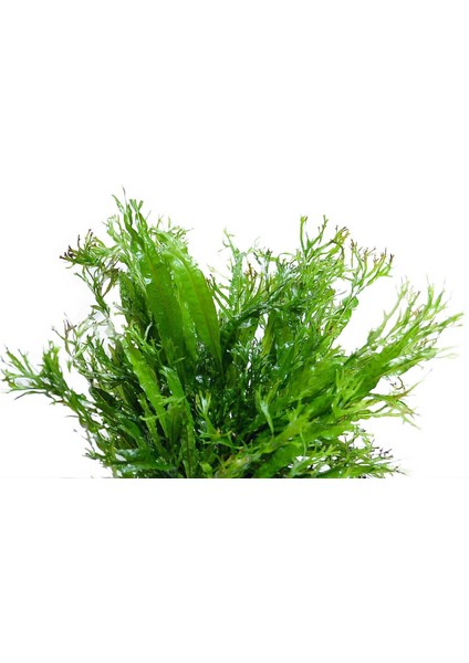 Akvaryumbitkileri Microsorium windelov - 4 - 6 Yapraklı modelleri
