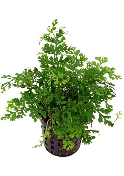 Akvaryumbitkileri Bolbitis heteroclita difformis (baby leaf) 1 Kök 6-7 Yapraklı