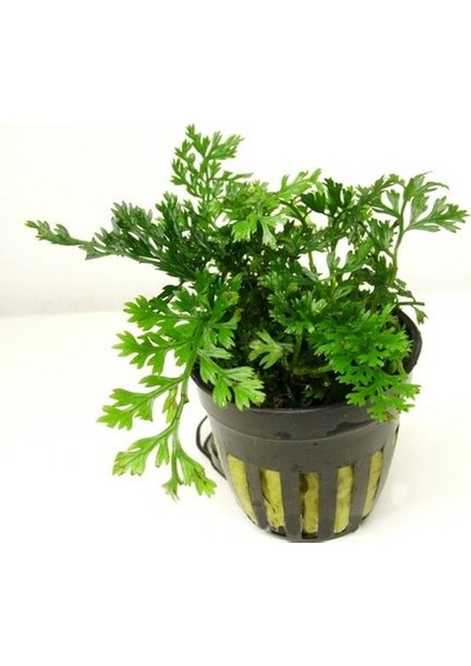 Akvaryumbitkileri Bolbitis heteroclita difformis (baby leaf) 1 Kök 6-7 Yapraklı modelleri