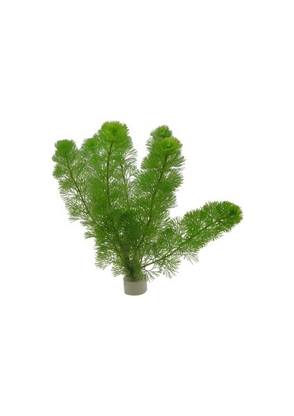 Akvaryumbitkileri Cabomba aquatica - 1 Bağ 5 Kök