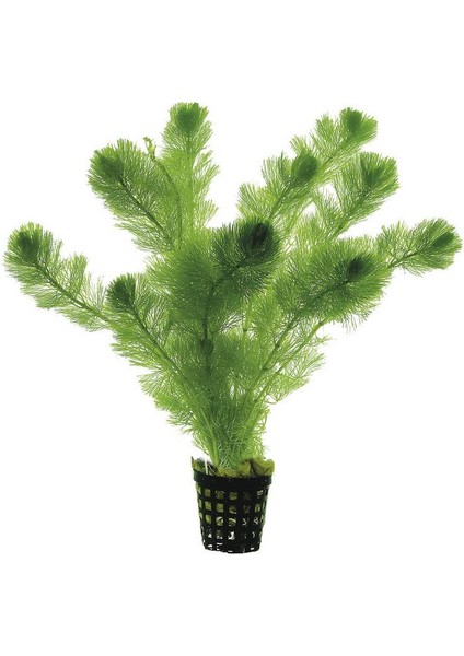 Akvaryumbitkileri Cabomba aquatica - 1 Bağ 5 Kök