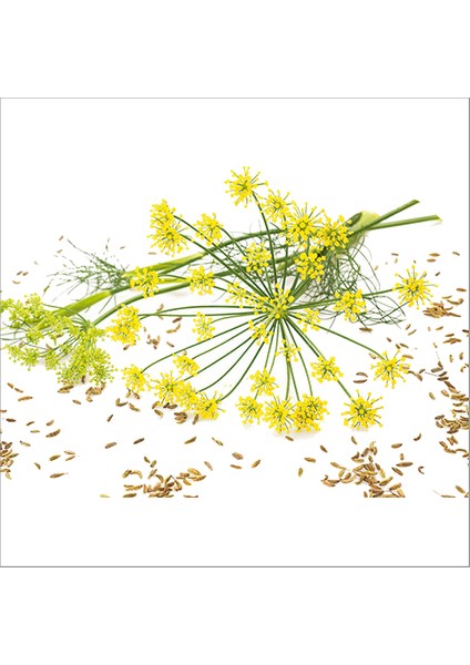 Tisserand Tatlı Rezene (Fennel Sweet) Yağı 9 Ml modelleri