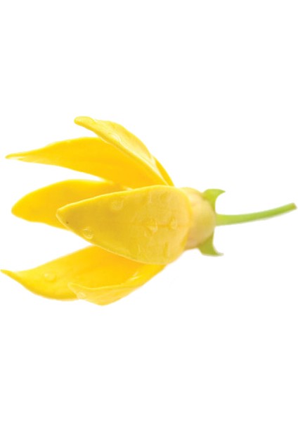 Ylang Ylang Yağı 9Ml Organik Ve Saf