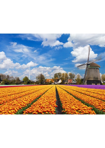 Kanvas Tablo 100 x 60 cm