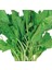 Tere Geniş Yaprak (Helen) 10 Gram 1