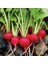 Fındık Turp Cherrybelle 10 Gram 1