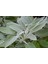 Adaçayı (Salvia Offıcınalıs) 50 Adet 1