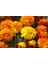 Karagöz Çiçeği (Tagetes) 50 Adet 1