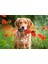 180 Parça Çiçekler ve Sevimli Köpek Puzzle 1