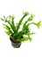 Akvaryumbitkileri Microsorium windelov - 4 - 6 Yapraklı 1
