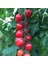 Vitamin F1 Domates Tohumu 25'li Paket 1