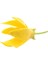 Ylang Ylang Yağı 9Ml Organik Ve Saf 3