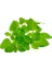 Tısserand Mercan Köşk (Marjoram) Yağı 9 Ml Organik Ve Saf 3