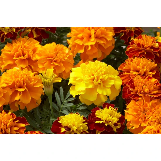 Arzuman Karagöz Çiçeği (Tagetes) 50 Adet