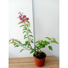 Bodur Begonvil Bougainvillea (Ev - Balkon Begonvil)