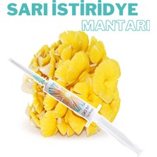 Sarı Istiridye Mantarı Sıvı Miseli 5 ml Mantar Tohumu Mantar Miseli Ana Kültür Misel ve Kompost Üretmek Için 1 Adet