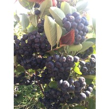 Alparonya Tüplü aronya (Aronia) 1 Adet Viking Chokeberry Fidanı 1yaş