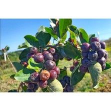 Alparonya Tüplü aronya (Aronia) 1 Adet Viking Chokeberry Fidanı 1yaş