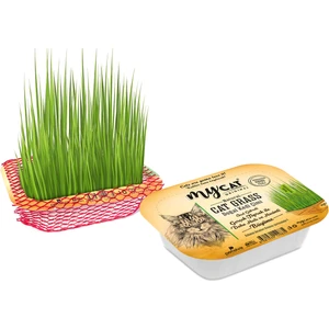 Natural Cat Grass Doğal Kedi Çimi