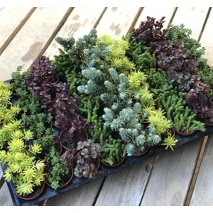 Sukulent Kaktüs Çiçeği No:2 Tohumu