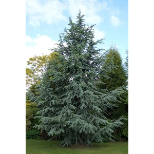 Fidan Sahası Mavi Atlas Sediri (Cedrus Atlantica) 50-70 cm