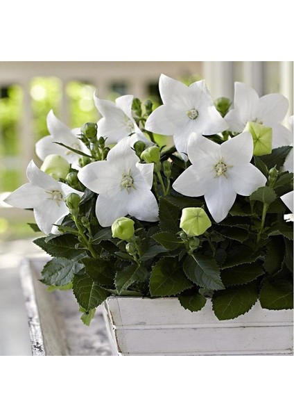 Tacirdepoticaret Beyaz Güzel Çiçekli Platycodon Balon Çiçeği Tohumu -100 Tohum