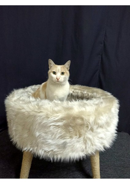 Sofaist Kedi Yatağı, Kedi Evi, Kedi Tırmalaması