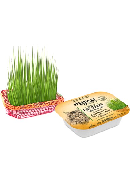Natural Cat Grass Doğal Kedi Çimi