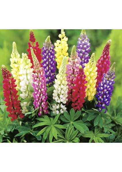 Lupinus Acı Bakla Çiçeği Tohumu