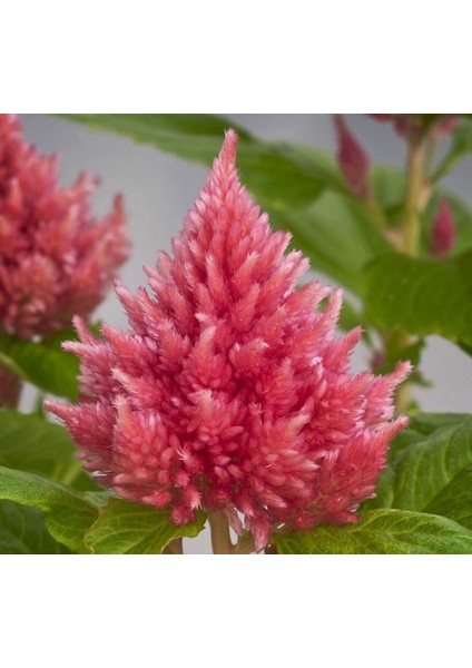 Pembe Tüy Horoz Ibiği F1 Tohumu ( 75 Tohum )