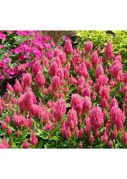 Pembe Tüy Horoz Ibiği F1 Tohumu ( 75 Tohum ) fiyatları